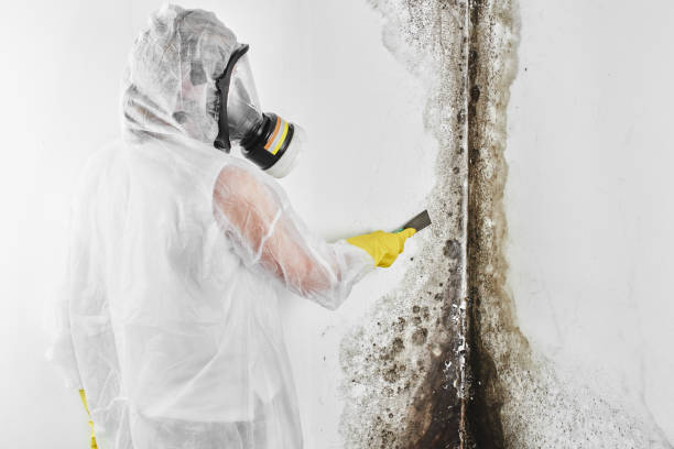 Best Residential Mold Remediation in Lakeview, OH
