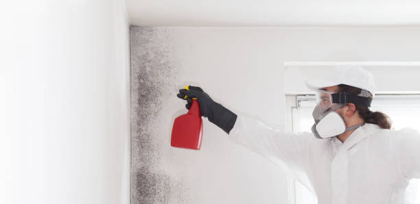 Best Residential Mold Remediation in Lakeview, OH