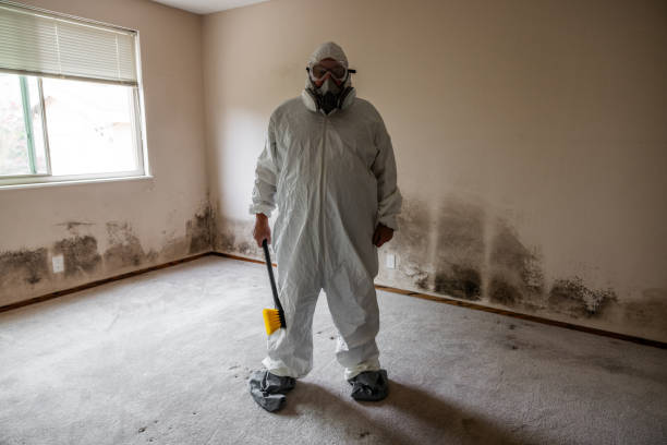 Best Post-Flood Mold Remediation in Lakeview, OH