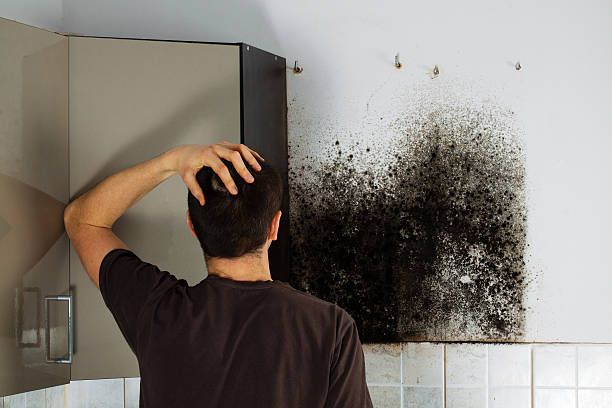 Best Commercial Mold Remediation in Lakeview, OH